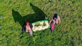 Karaburun Yarımadası'nda yetiştirilen nergis çiçeği rağbet görüyor