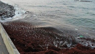 Caddebostan sahilini ve kayalıkları, kırmızı yosunlar ve çöpler kapladı