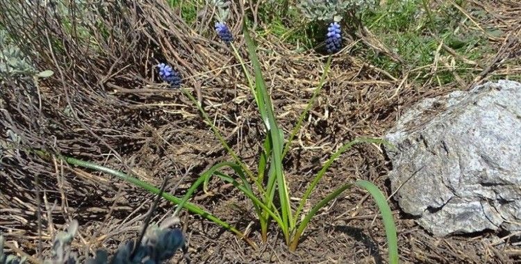 Amanos Dağları'nda yeni sümbül türü keşfedildi