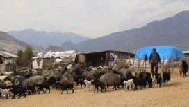 Baharın habercisi kuzuların anneleriyle buluşma anı renkli görüntüler oluşturuyor