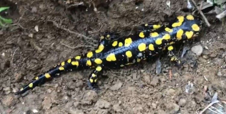 Türkiye'ye özgü endemik tür Anadolu semenderi görüntülendi