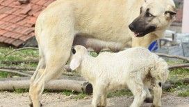 Çoban köpeği, kuzuya süt annelik yapıyor