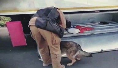 Karnabahar tırında 1 milyon euroluk marihuana ele geçirildi