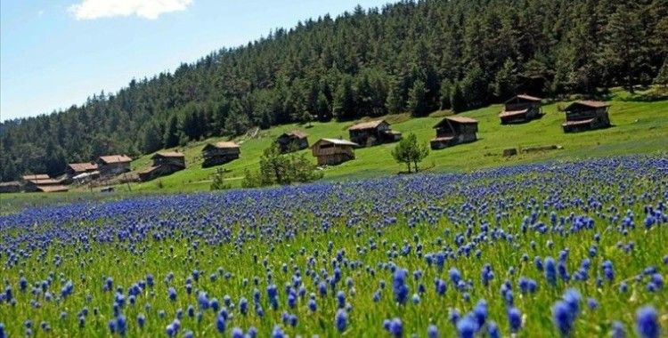 Baharın tüm güzelliklerini sergileyen Kastamonu yaylaları ziyaretçilerini bekliyor