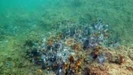 Marmara Denizi'nde müsilaj nedeniyle sünger ve mercanlar büyük zarar gördü