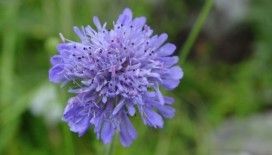 Tarla Lavinya Çiçeği Türkiye florasına kazandırıldı