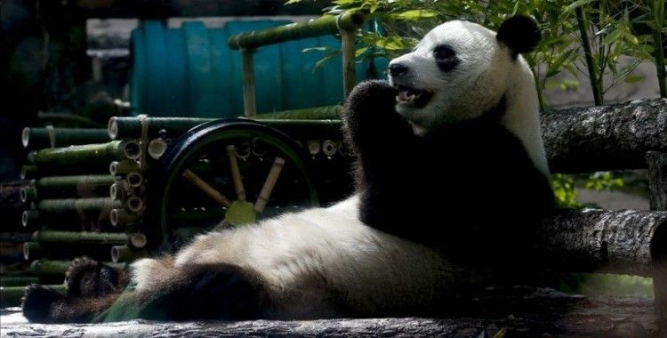 Japonya'da panda ikiz doğurdu