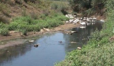 Alibeyköy Barajına akan dere korkuttu