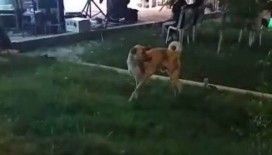 Düğün müziğine kapılan köpek dans etti