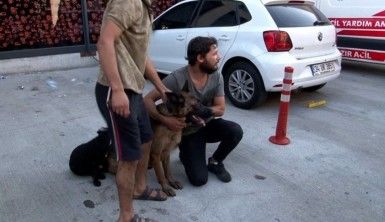 Yangından 12 saat sonra köpeklerini buldu