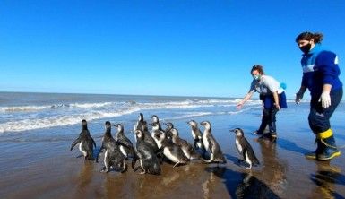 Arjantin'de iyileştirilen 14 penguen okyanusa bırakıldı