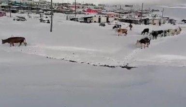 Kar etkili oldu, yaylacıların dönüş hazırlıkları erken başladı