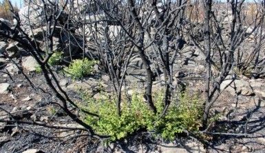 Bodrum'da kül olan ormanlar yeniden yeşeriyor