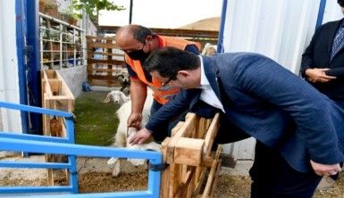 Mobil koyun banyosu çobanların ve koyunların hizmetinde