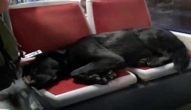 Tramvayın sevimli yolcusu uyuyarak İstanbul turu attı