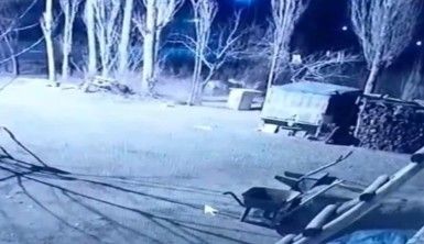 Iğdır'da bir köpek, kurtlar sofrasına yem oldu