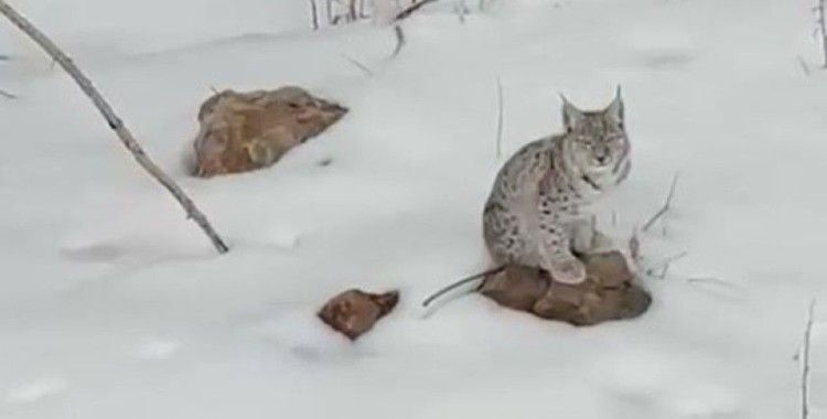 Koruma altında olan vaşak görüntülendi