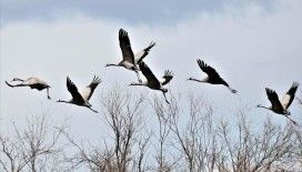 Göç yolundaki turnalar, Kastamonu'da mola verdi