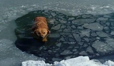 Gölete düşen köpeği donmak üzereyken kurtardılar