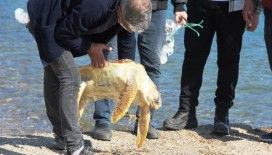 Ölü caretta caretayı görenler şoke oldu