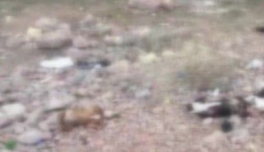 7 tane yavru pitbull köpeği ölü bulundu