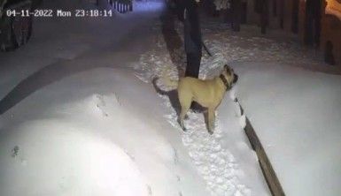 Ayı ile köpeğin boğuşması kameralarda