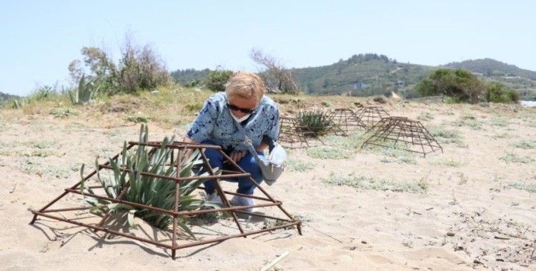 Koparmanın cezası 120 bin TL olan kum zambakları koparılarak yakıldı