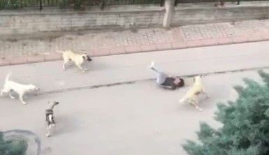 Ankara'da 6 başıboş köpeğin çocuğa saldırma anı kamerada