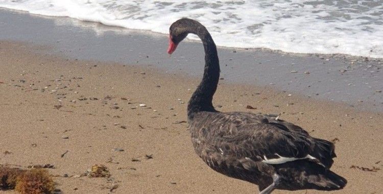 Koruma altındaki Siyah Kuğu, Türkiye’de ikinci kez Antalya’da görüldü