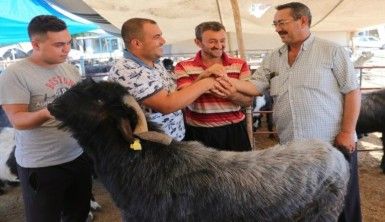 187 kiloluk Paşa kurban pazarının gözdesi oldu