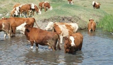 Besiciler sıcaktan etkilenen büyükbaş hayvanlarını gölette serinletiyor