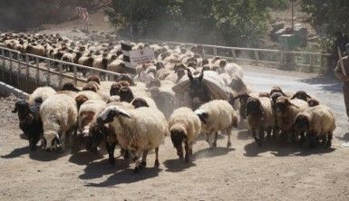 5 aydır yaylada olan göçerler dönüş yolunda