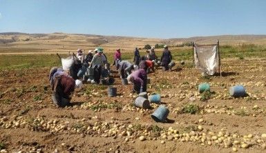 Tek tek elle toplanan patateste hasat başladı