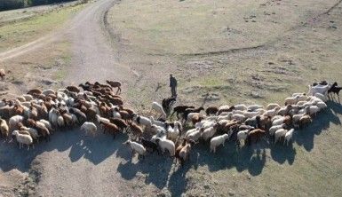 Çobanın dron ile imtihanı