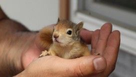 Tedavileri tamamlanan sincaplar doğaya bırakıldı