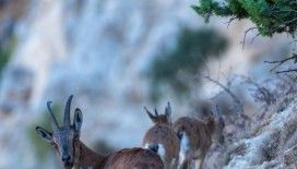 Yaban keçileri Munzur dağlarına güzellik katıyor