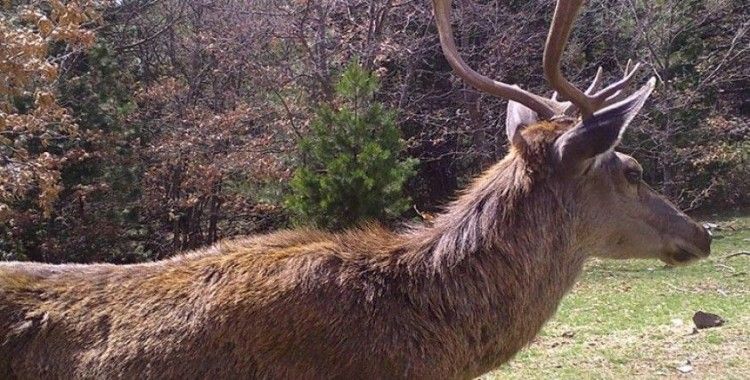 Fotokapanlara yansıyan görüntüler belgeseli aratmadı
