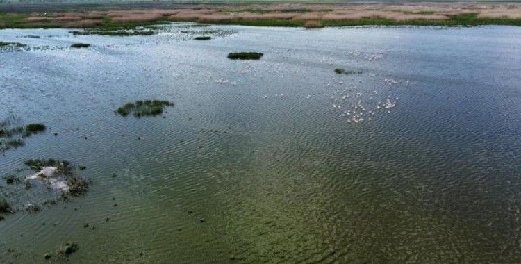 Bir çok yerinde kuruma başlayan Eber Gölü ile ilgili sevindiren gelişme