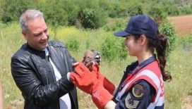 Arazide Çakal yavrusu buldu, jandarmaya teslim etti