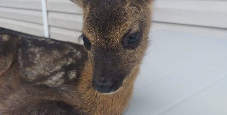 Buldukları yavru karacayı Doğa Koruma ve Milli Parklar yetkililerine teslim ettiler