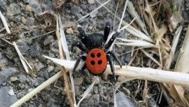 Muğla'da zehirli Uğur Böceği görüldü