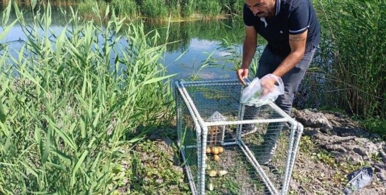 Su maymunların kontrol altına alınması için kapanlar kuruldu