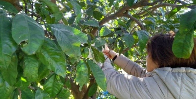 Söke'de Akdeniz meyve sineği tuzak kontrolleri yapıldı