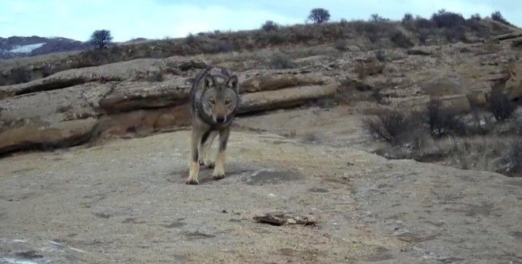 'Canavar'ın görüntüsü foto kapana yansıdı