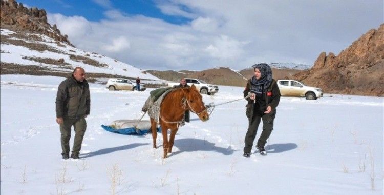 Yaban keçileri aç kalmasın diye dağlık alana atla yem taşıdılar