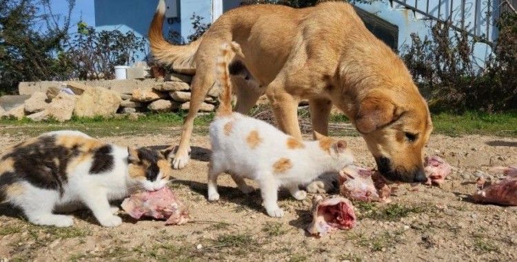 Köpek ile kedilerin yıllardır süren dostluğu