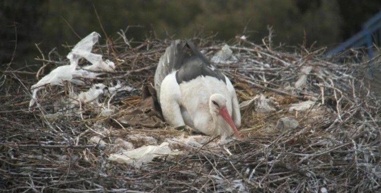 Leylekler Beyşehir'deki yuvalarına gelmeye başladı