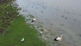 Göç yolculuğundaki Leylekler İstanbul'da havadan görüntülendi