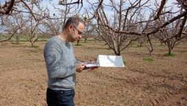 Meyve bahçelerinde 'bakla zınnı böceği' tehlikesi