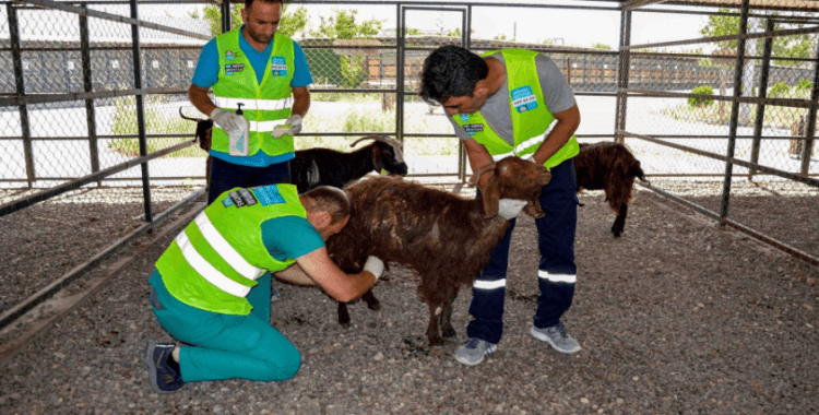 Yangından kurtarılan hayvanların tedavisi sürüyor